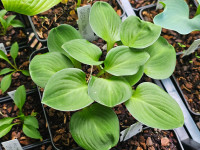 /album/fotogalerie-nabidka/hosta-green-thumb-20260517-163523-jpg/